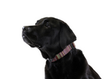 Swiftlock Collar - Stripe