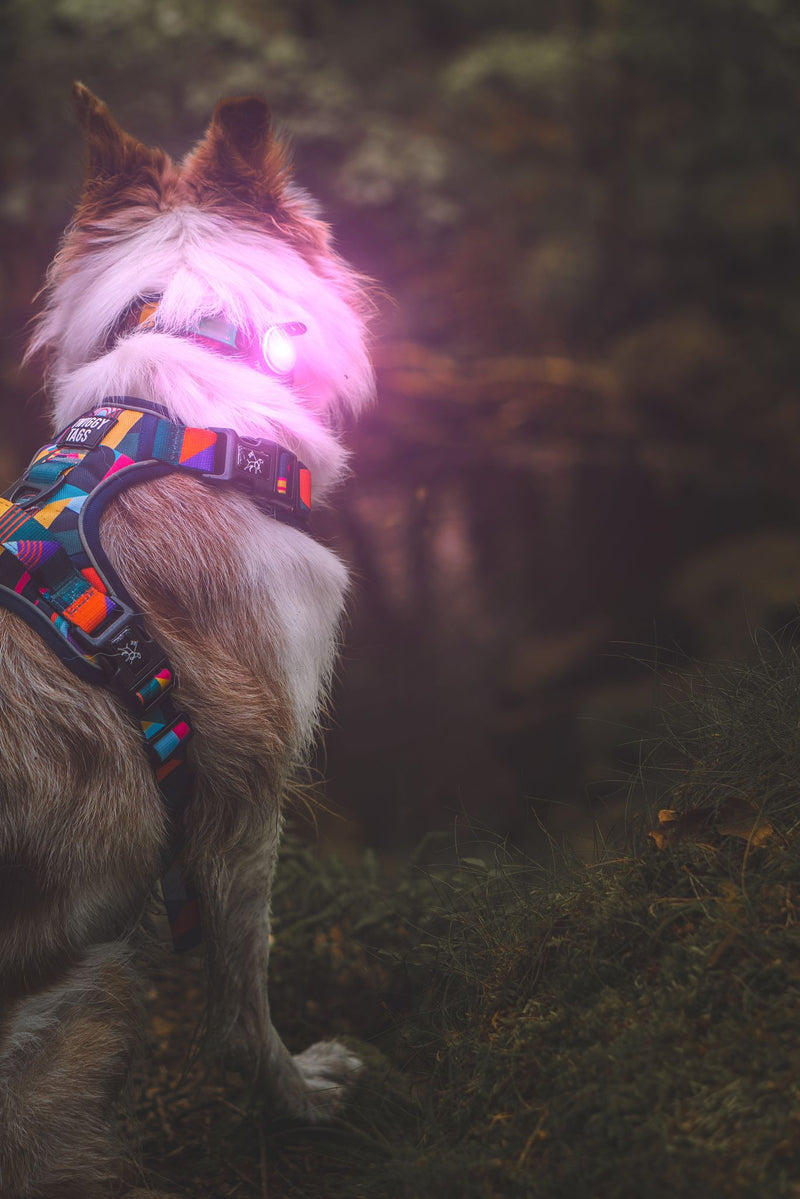 Twiggy Tags TrekBright® Dog Safety Light
