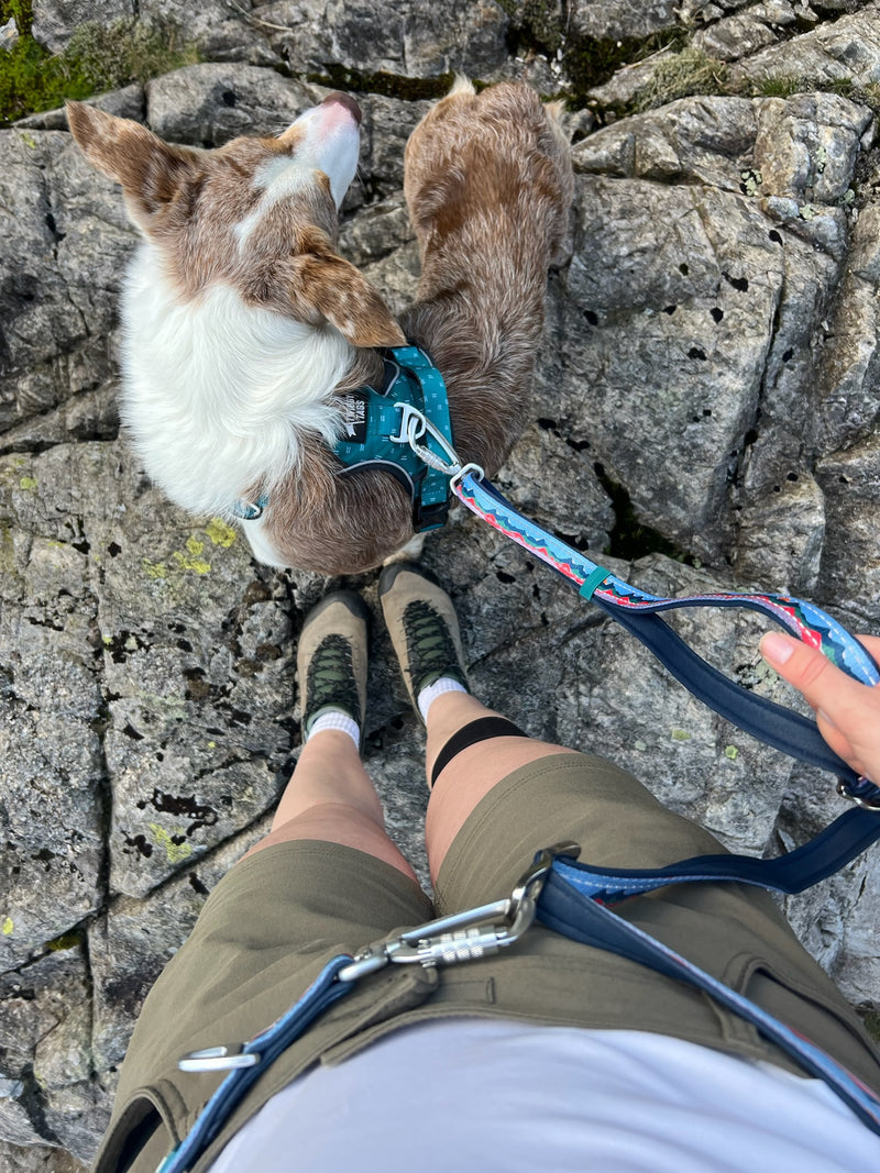 Twiggy Tags Multi-Way Lead 0.75-2.4m