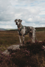 Twiggy Tags Apex® Harness