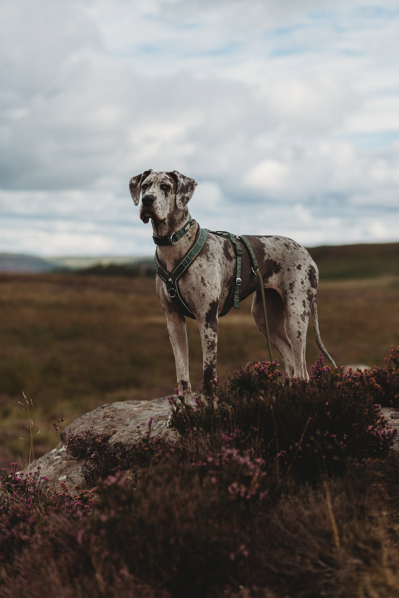 Twiggy Tags Apex® Harness