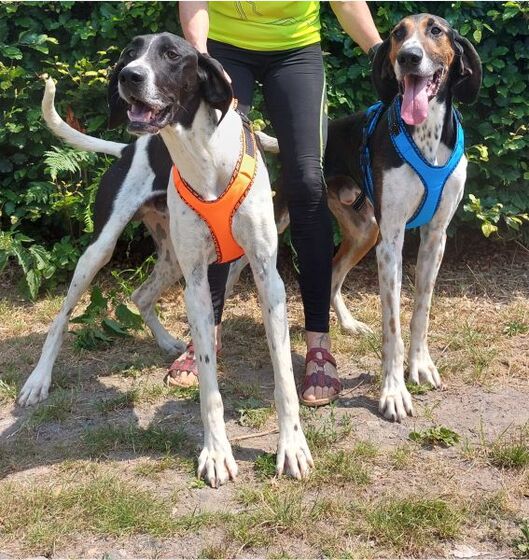 Easy Peasy harness