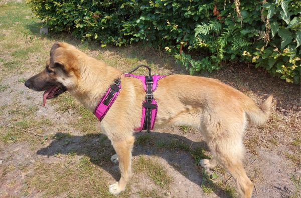 Easy Peasy harness