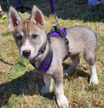 Easy Peasy harness