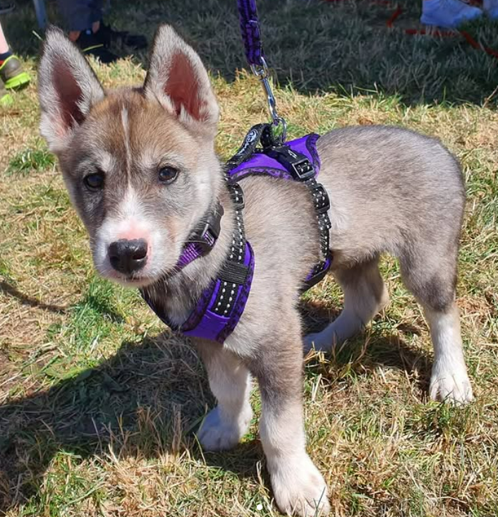 Easy Peasy harness