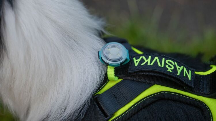 Short Comfy harness