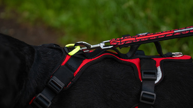 Short Comfy harness