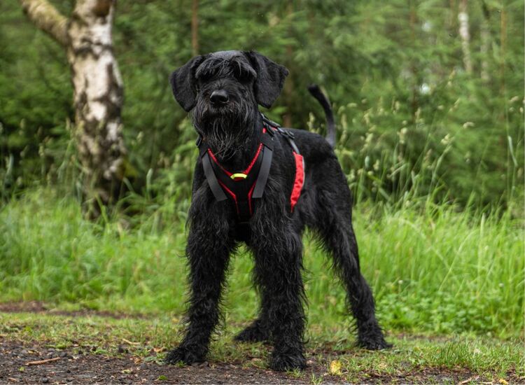Short Comfy harness