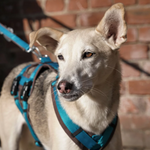 anny.x SAFETY harness
