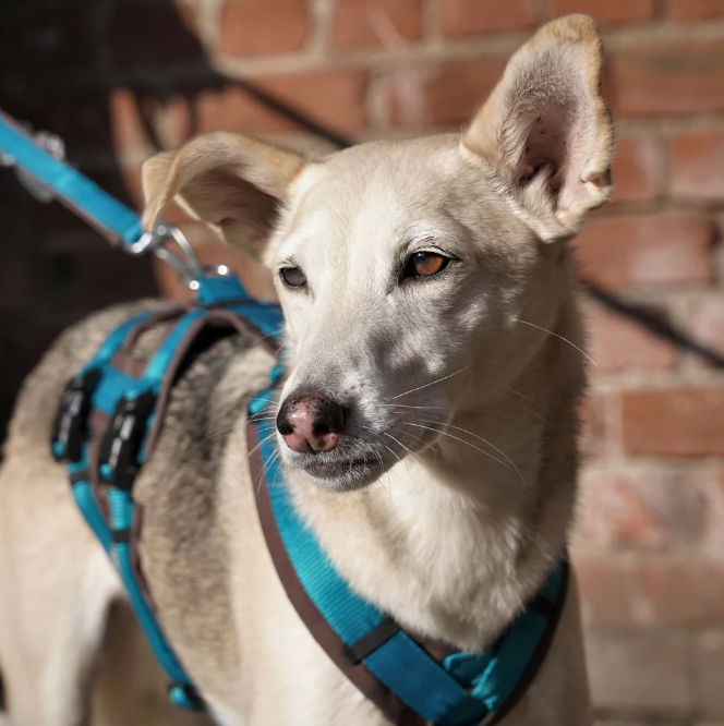 anny.x 'Safety' harness