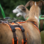 anny.x SAFETY harness
