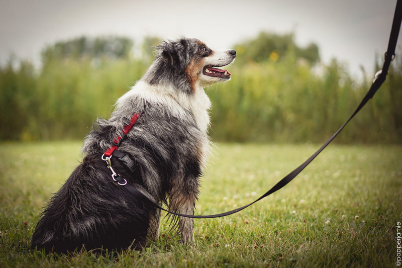 Blue-9 Multi-Function Leash