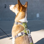 Dog Copenhagen Comfort Walk Pro V2.0 - ONLY 1xXS LEFT!!