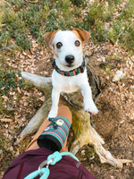 Woolly Wolf Treat Bag (RPET)