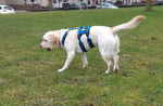 anny.x SAFETY harness