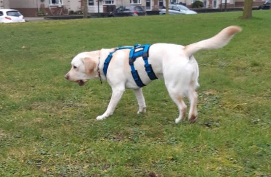 anny.x SAFETY harness